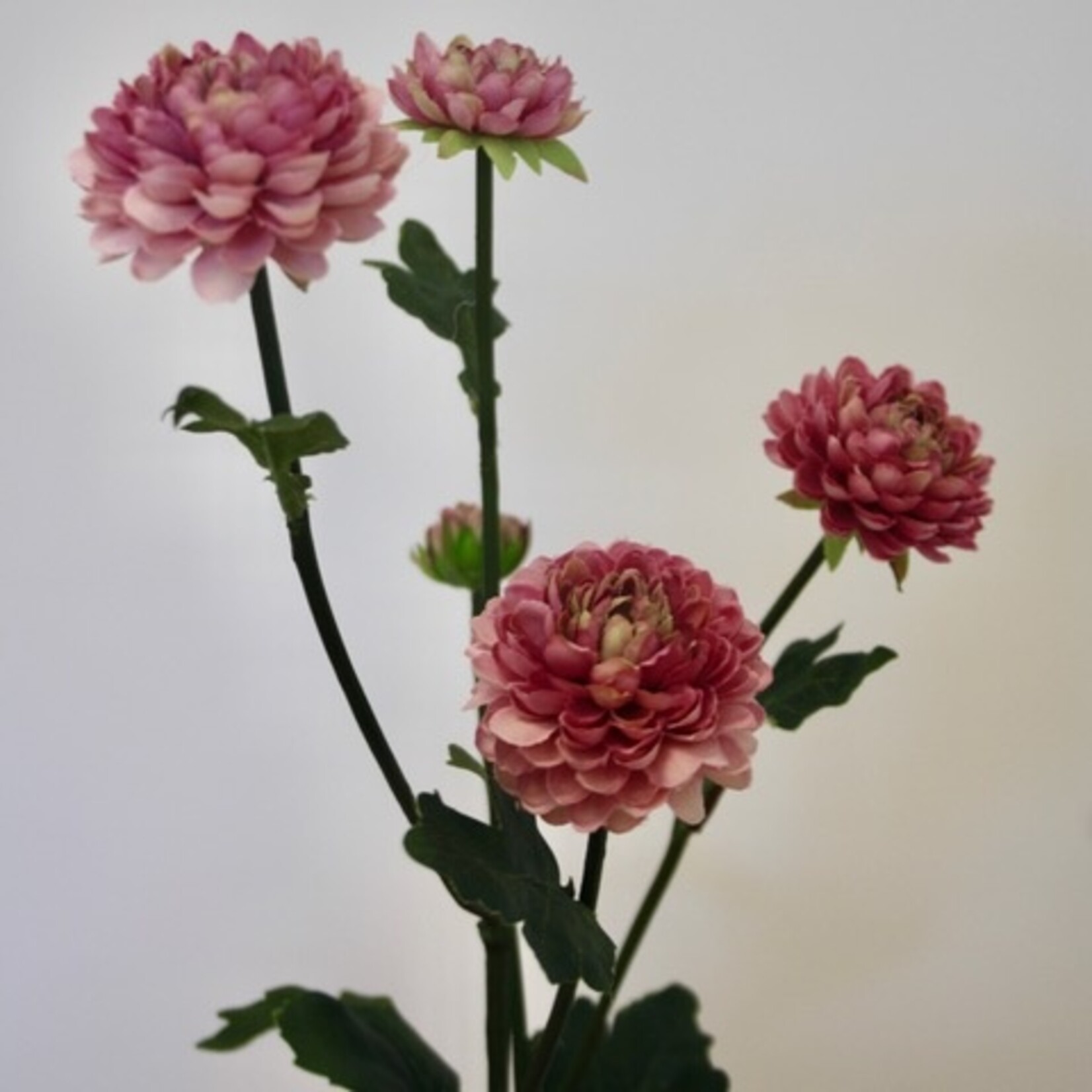 CHRYSANTHEMUM DORIA PINK | PINK | 68 CM