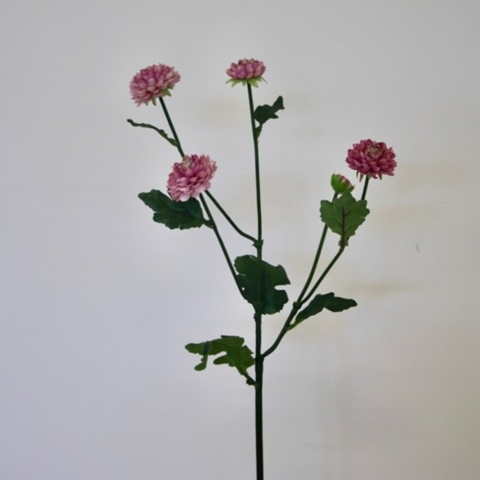 ASTER DORIA PINK | ROZE | 68 CM