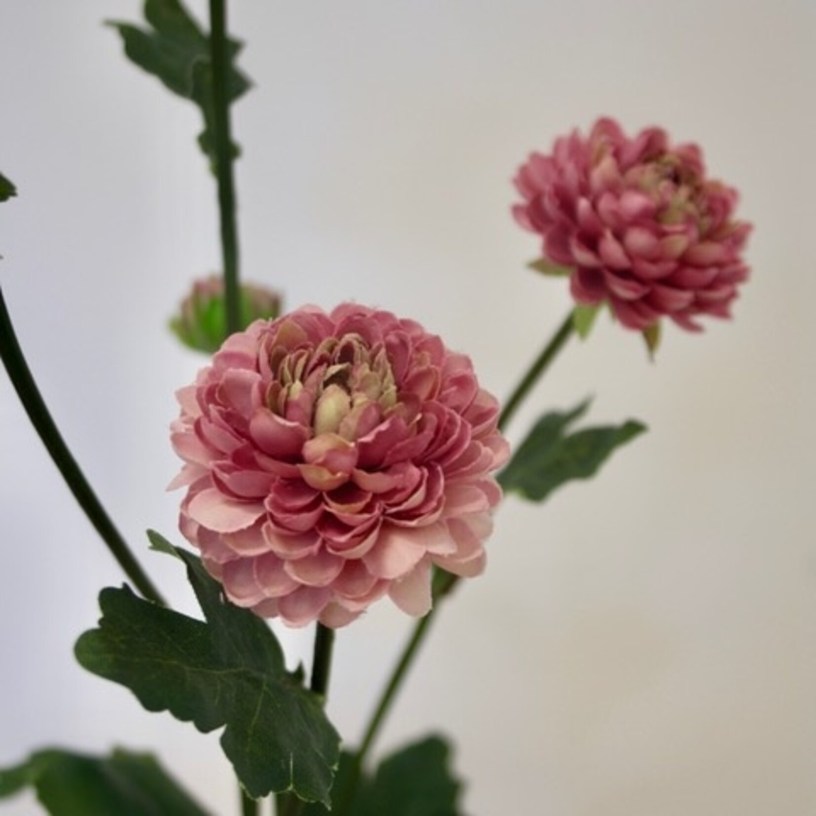 ASTER DORIA PINK | ROZE | 68 CM