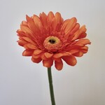 GERBERA | ORANGE | 63 CM