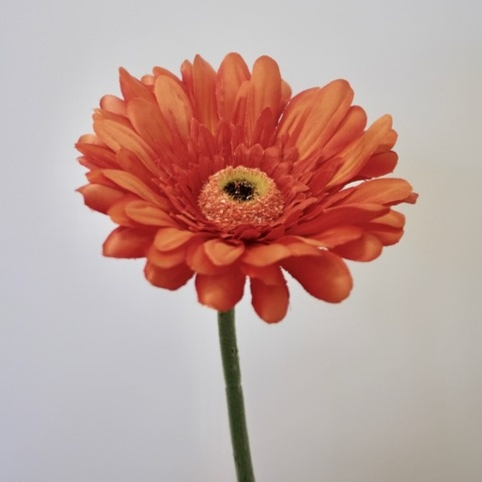 GERBERA | ORANJE | 63 CM