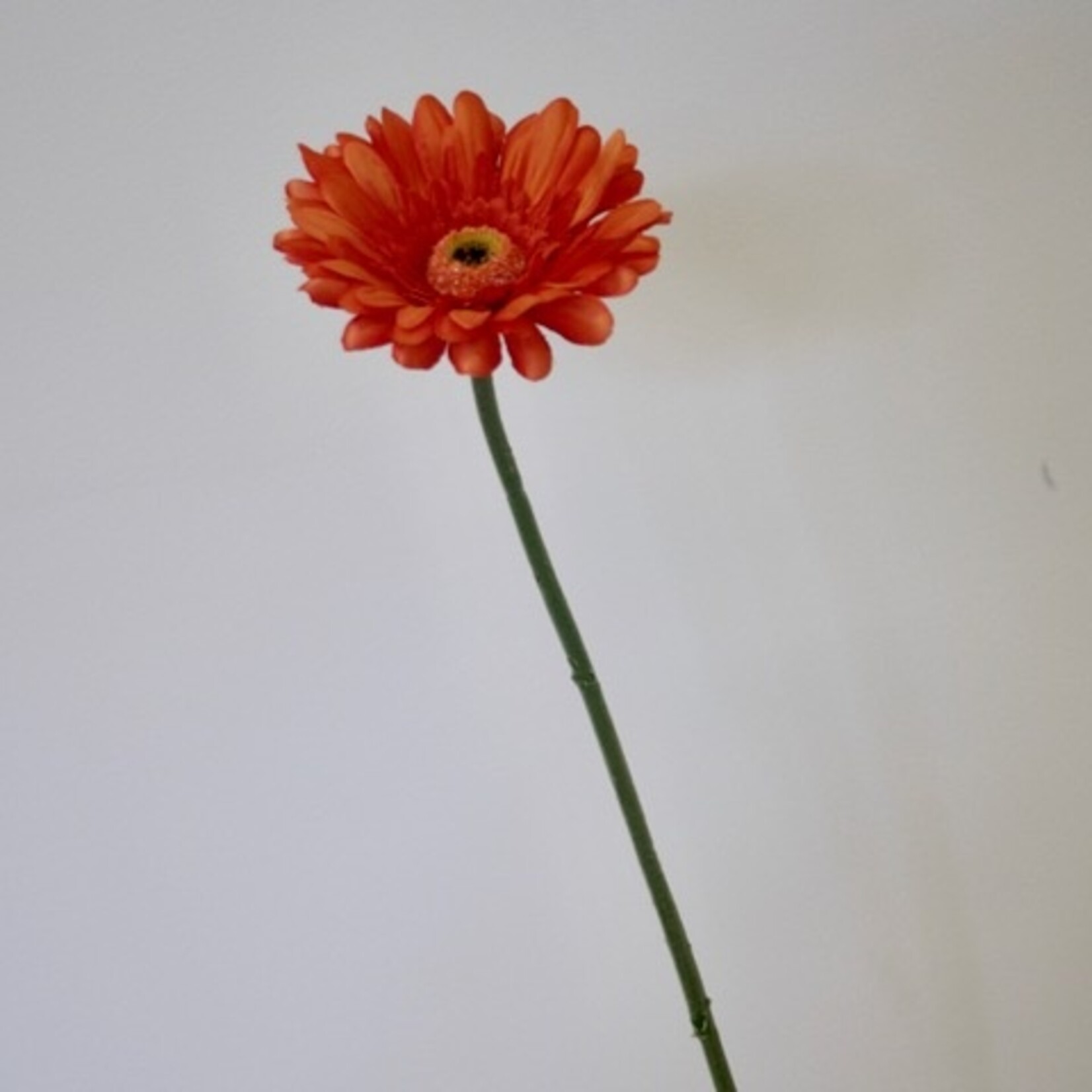 GERBERA | ORANJE | 63 CM