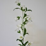 CAMPANULA | WHITE | 86 CM