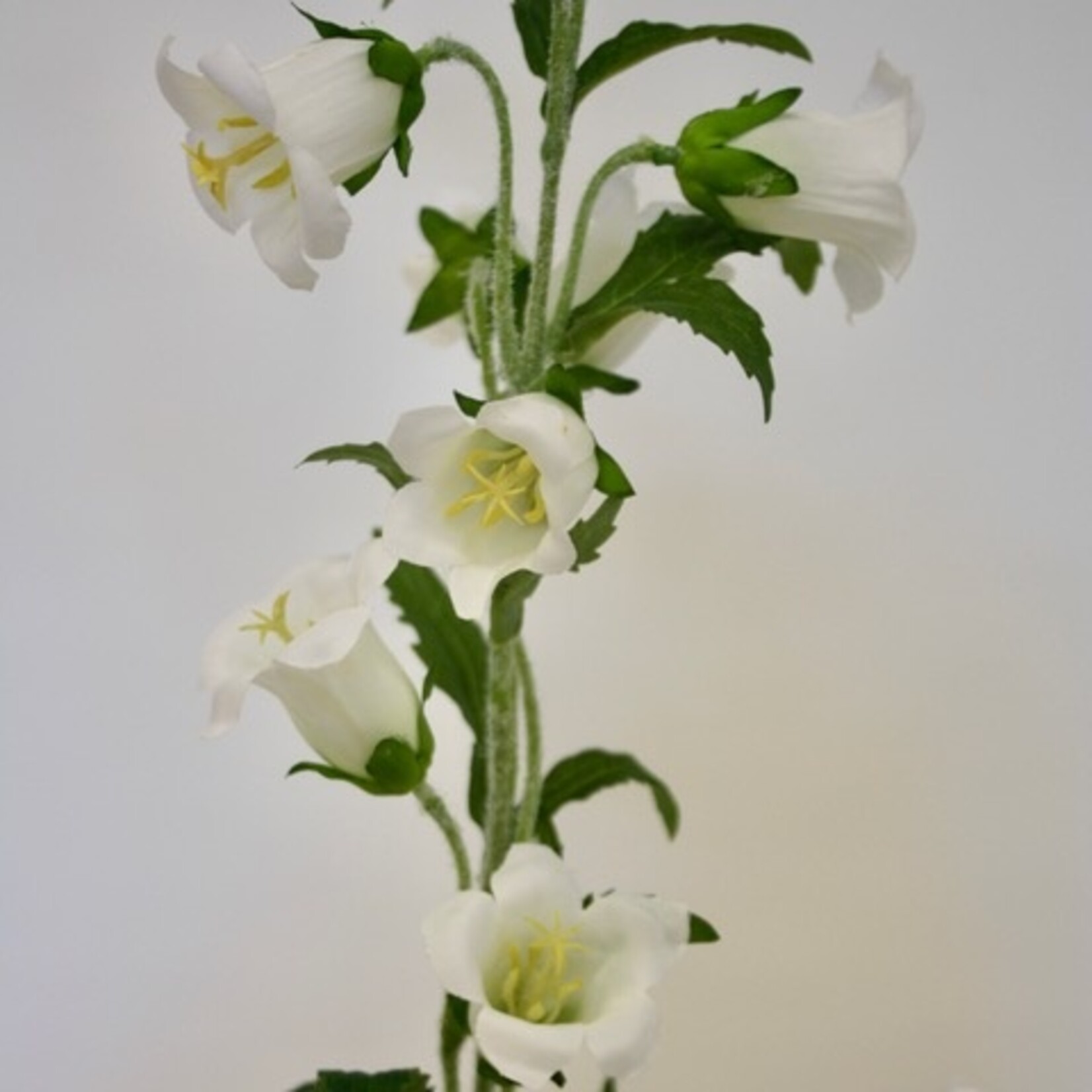 CAMPANULA | WHITE | 86 CM