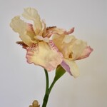 IRIS | ROZE | 70 CM