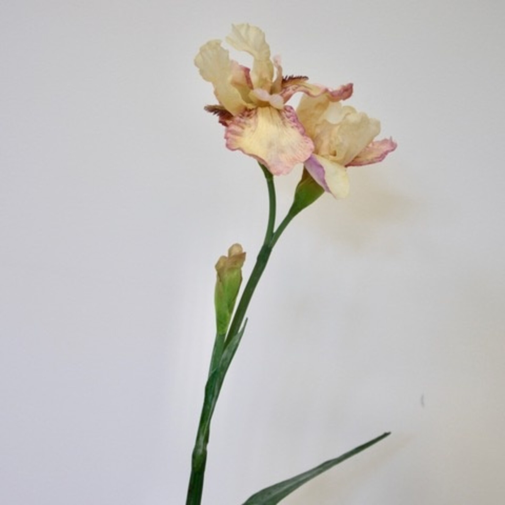 BAARD IRIS GERMANICA | ROZE | 70 CM