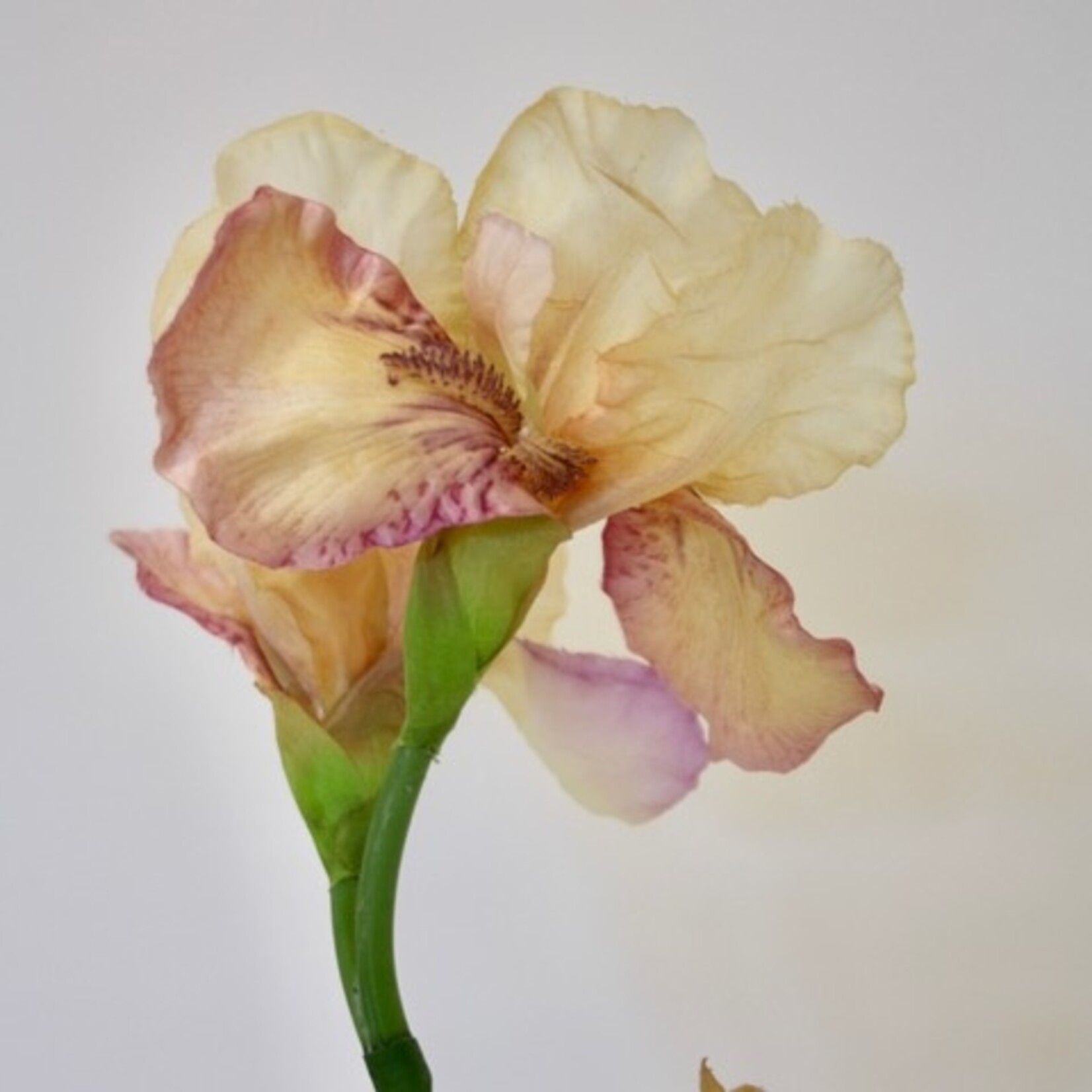 BAARD IRIS GERMANICA | ROZE | 70 CM