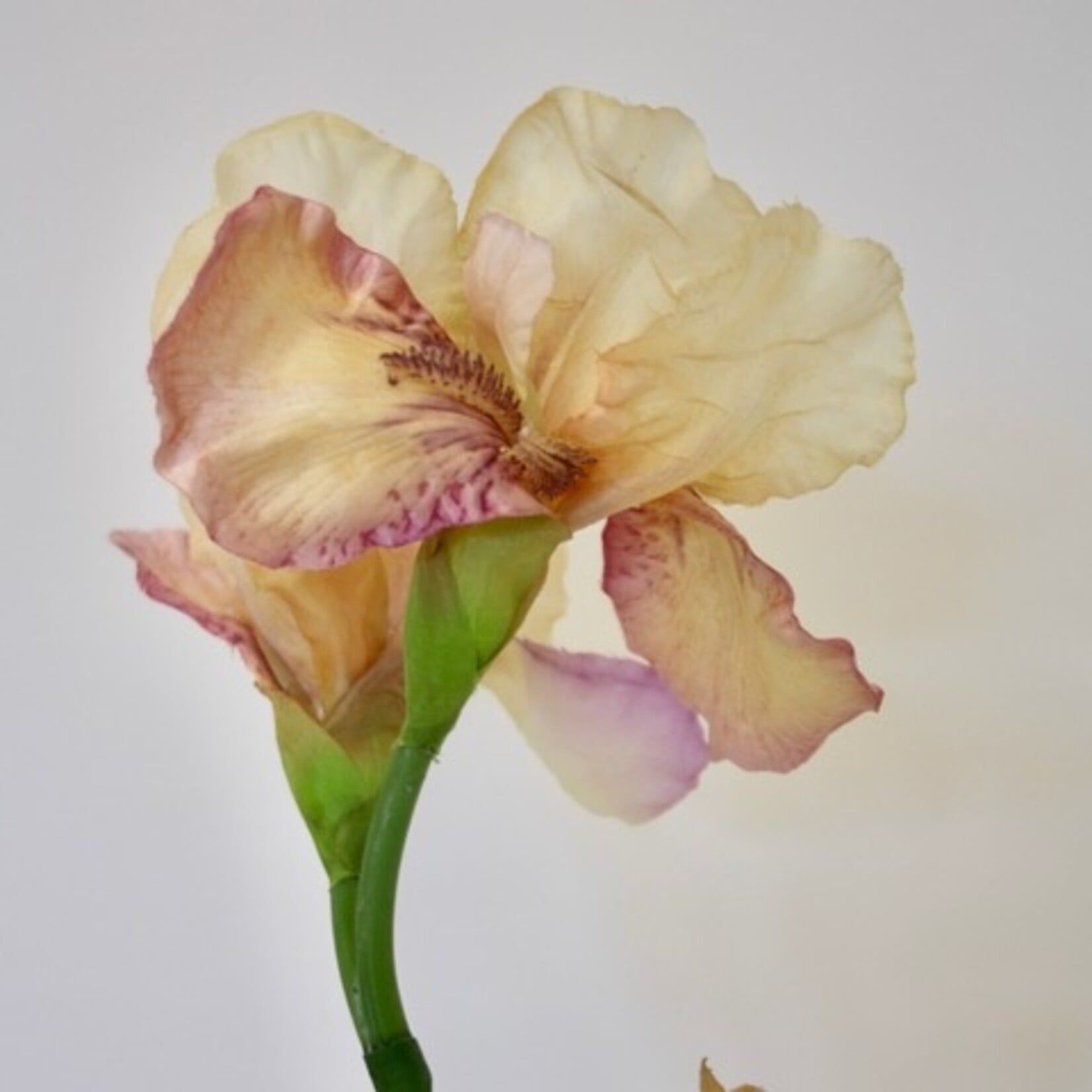 BEARDED IRIS GERMANICA | PINK |70 CM