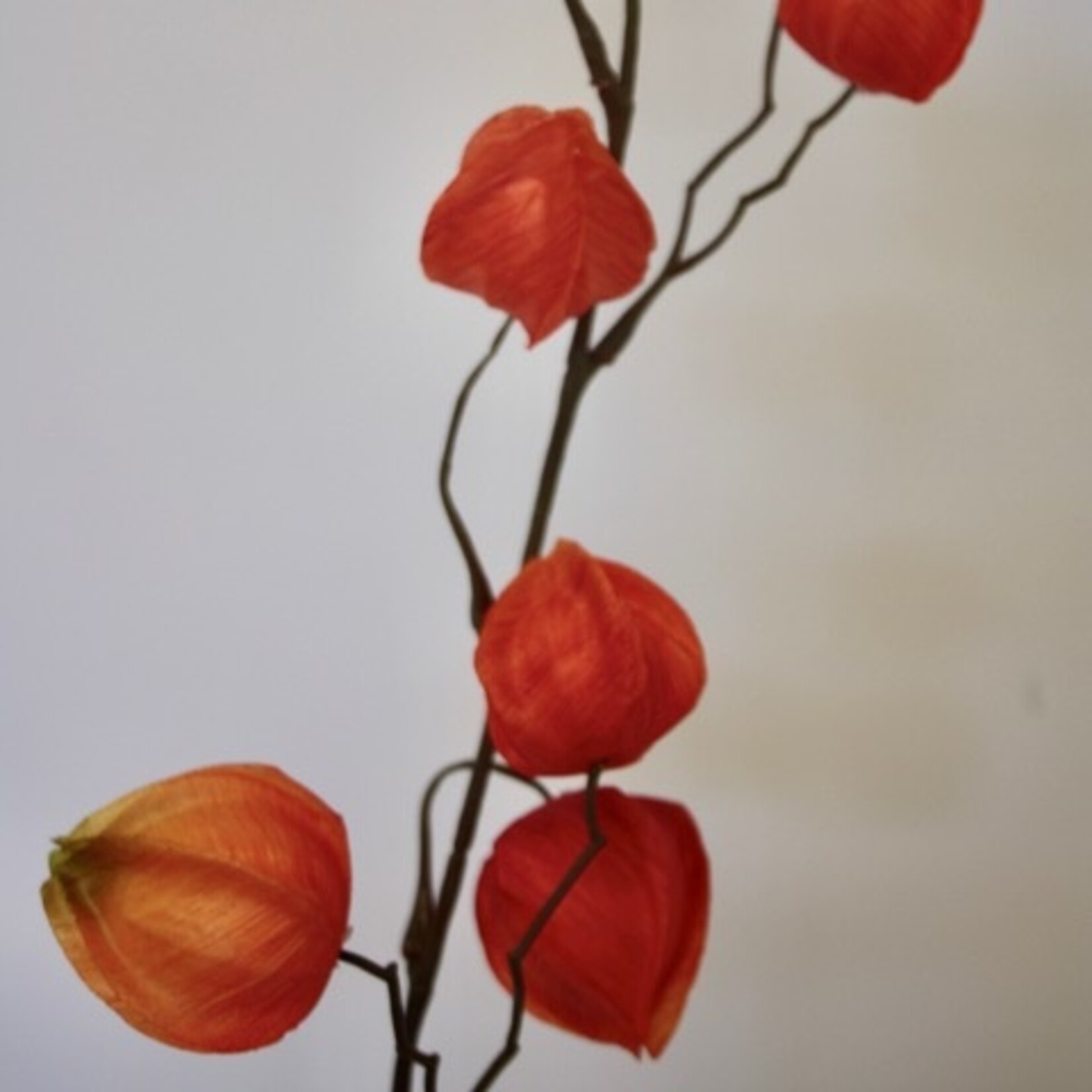 LAMPIONNEN TAK | ORANJE | 70 CM