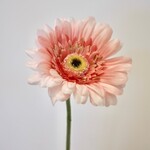 GERBERA | ZALM | 63 CM
