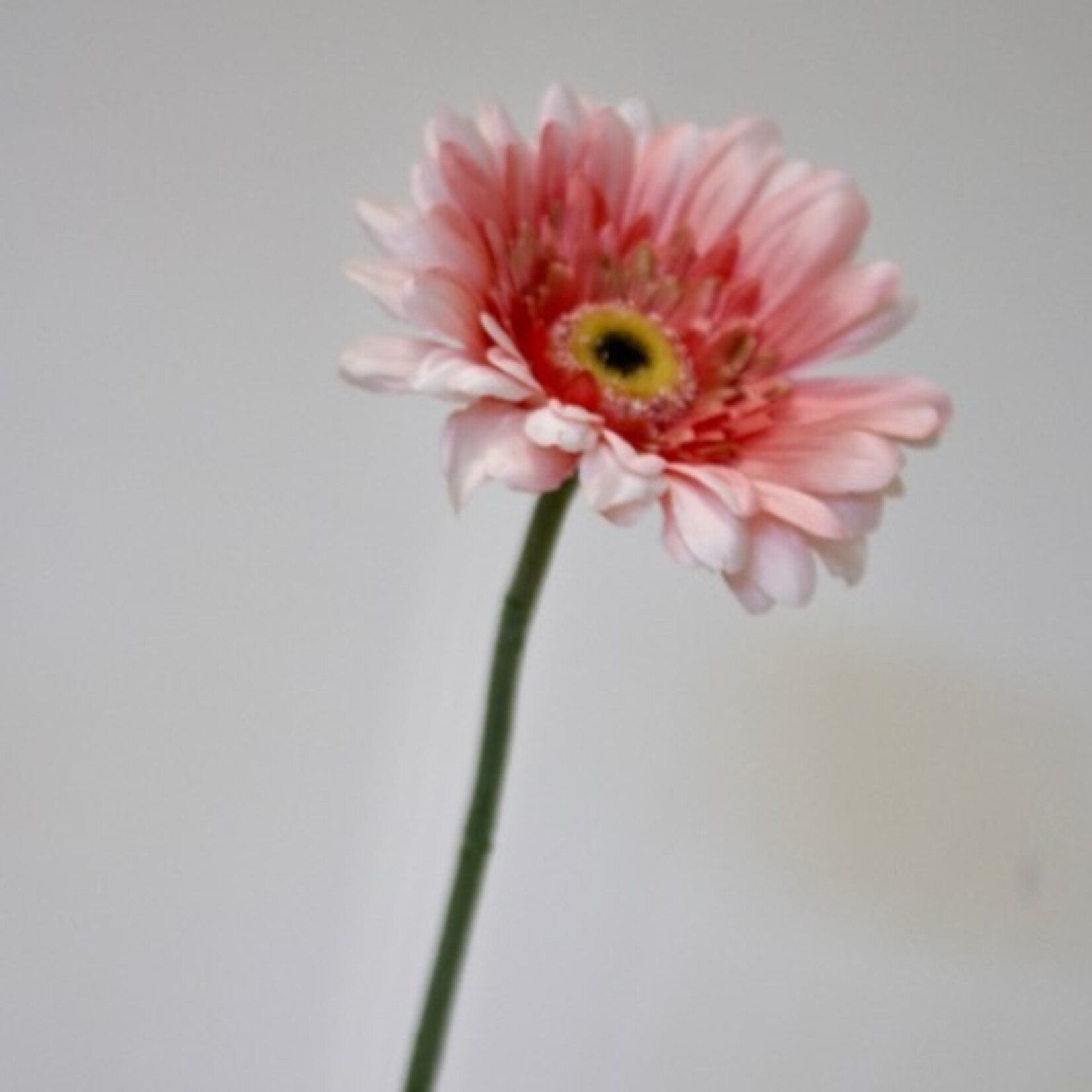 GERBERA | PEACH | 63 CM
