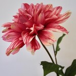 DAHLIA  | FUCHSIA | 70 CM