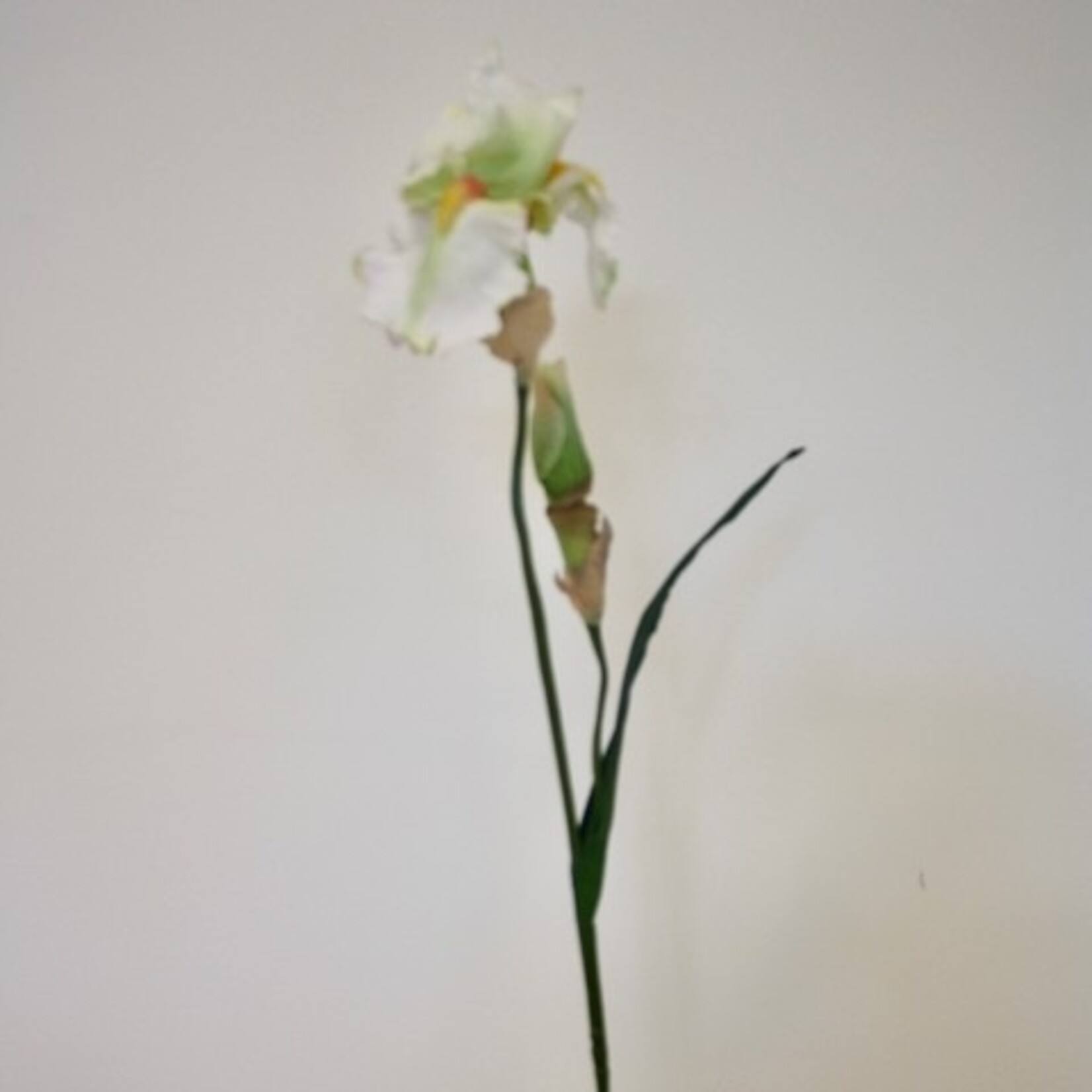 BEARDED IRIS SNOW QUEEN | WHITE | 83 CM