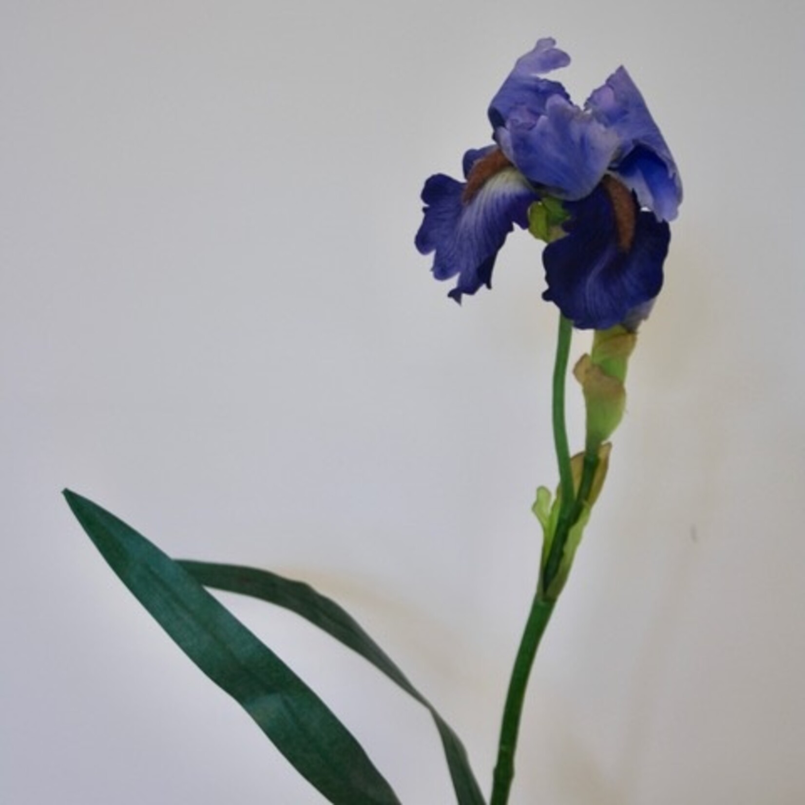 BEARDED IRIS | BLUE/PURPLE  |71 CM