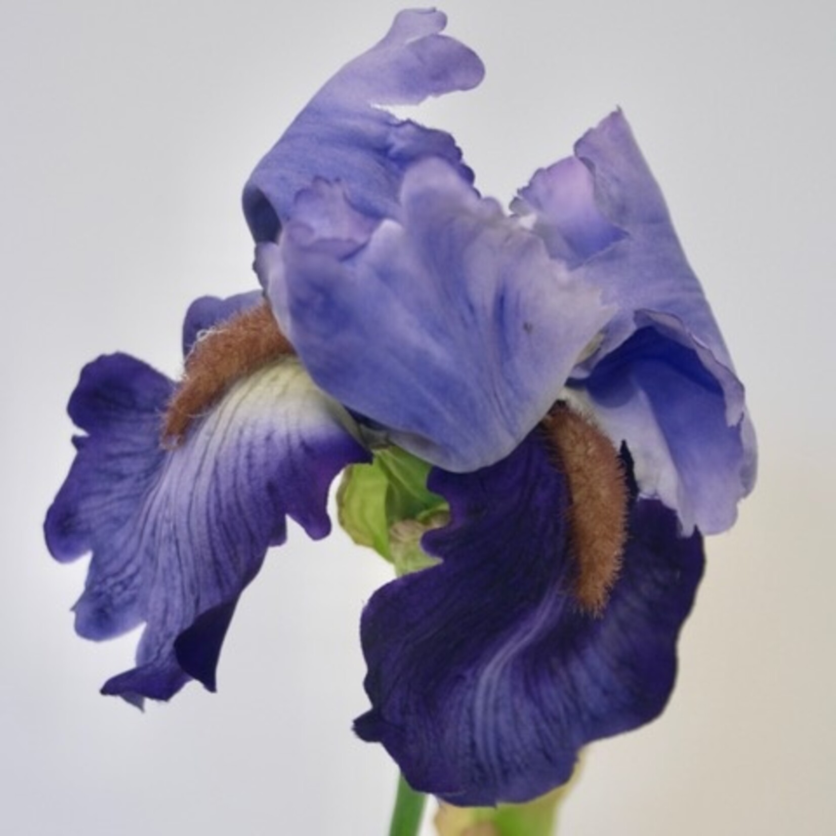 BEARDED IRIS | BLUE/PURPLE  |71 CM