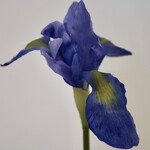IRIS | BLAUW | 60 CM