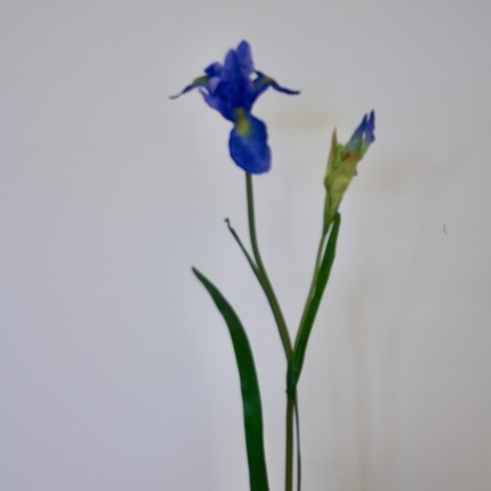 IRIS | BLUE | 60 CM