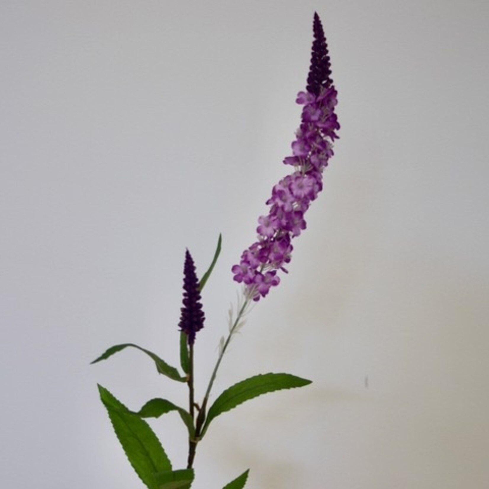 PURPLE BUDDLEJA  | PURPLE | 64 CM