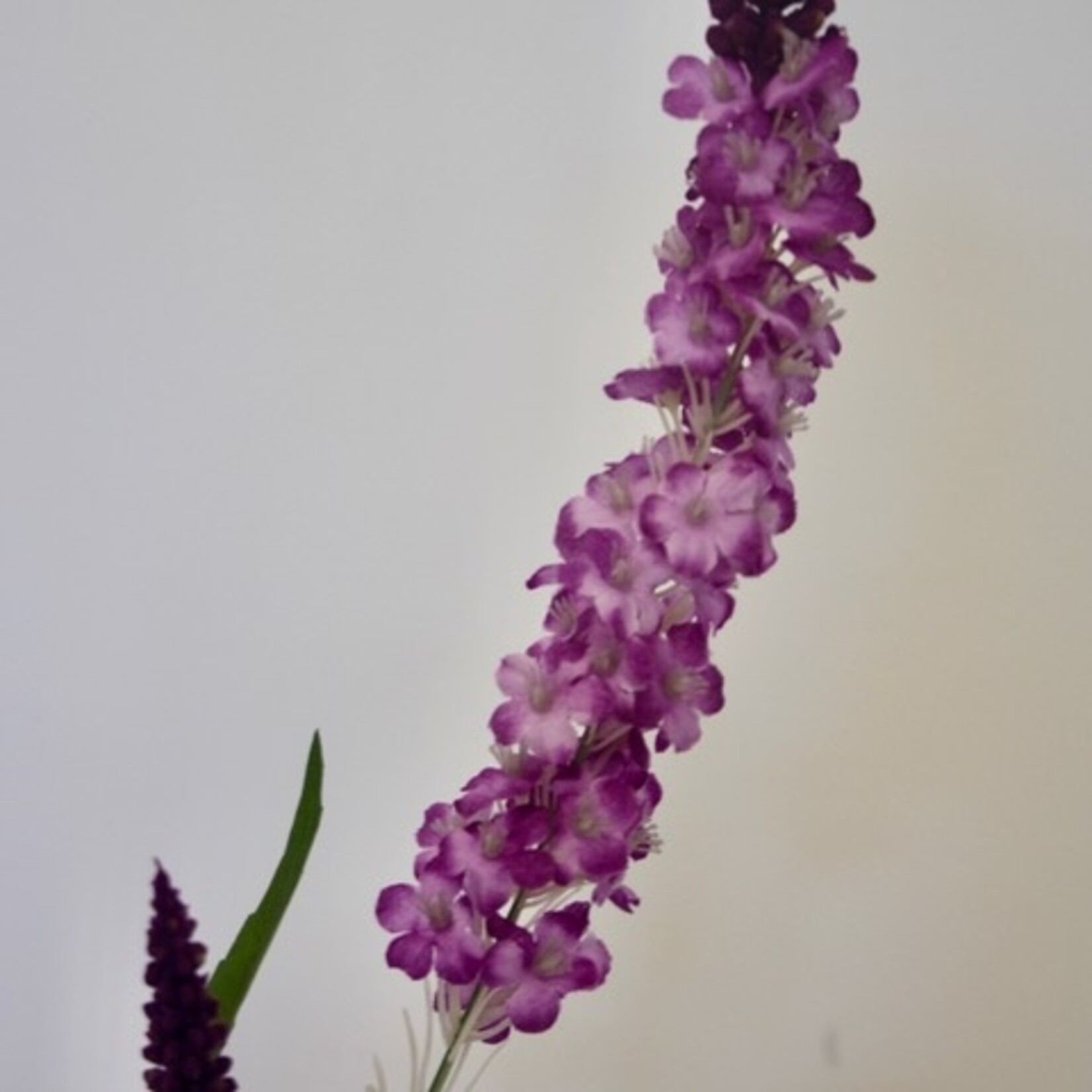 PURPLE BUDDLEJA  | PURPLE | 64 CM