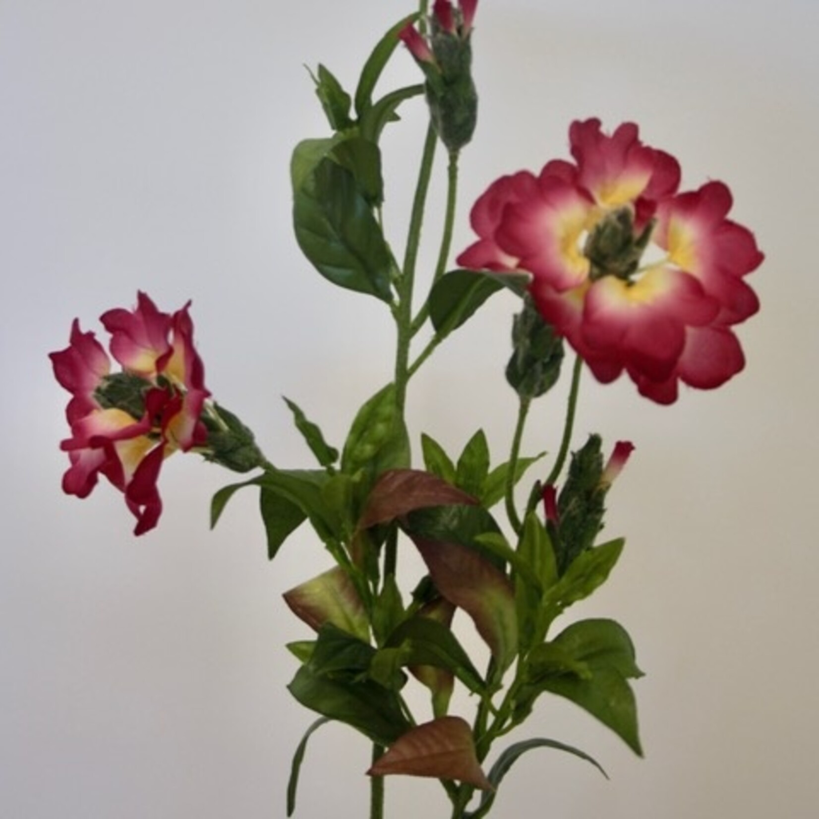 CHEIRANTHUS FIRE KING| RED | 65 CM