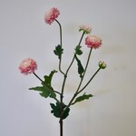 ASTER|  LICHT ROZE | 68 CM