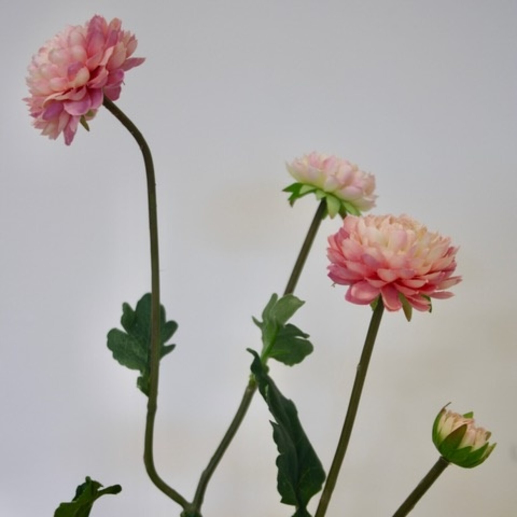 ASTER INDICUM | LICHT ROZE | 68 CM