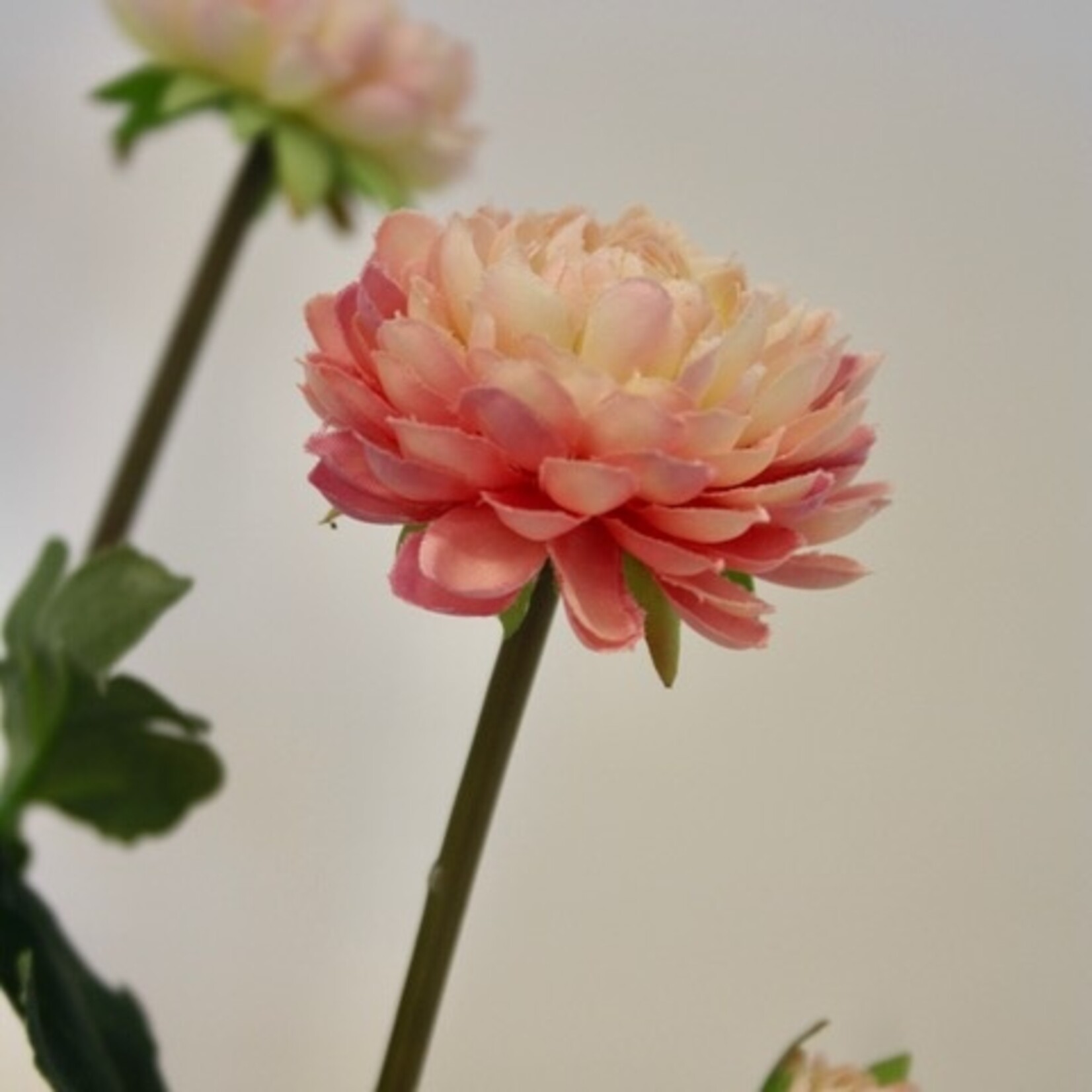 ASTER INDICUM | LICHT ROZE | 68 CM