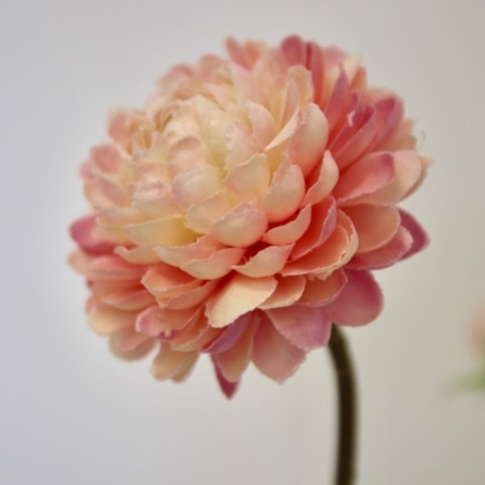 ASTER INDICUM | LICHT ROZE | 68 CM