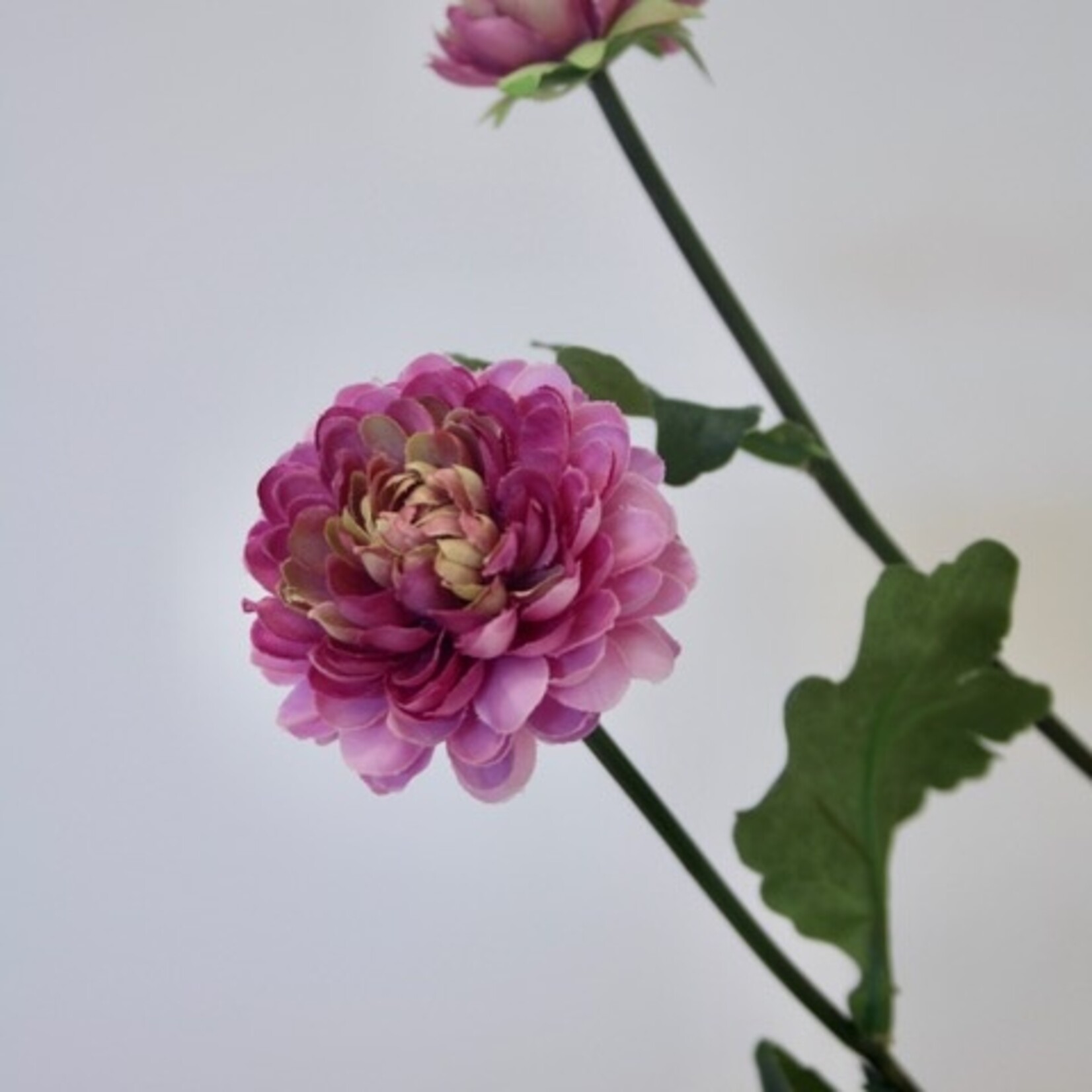 CHRYSANTHEMUM | FUCHSIA | 68 CM