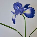 IRIS | BLUE | 55 CM