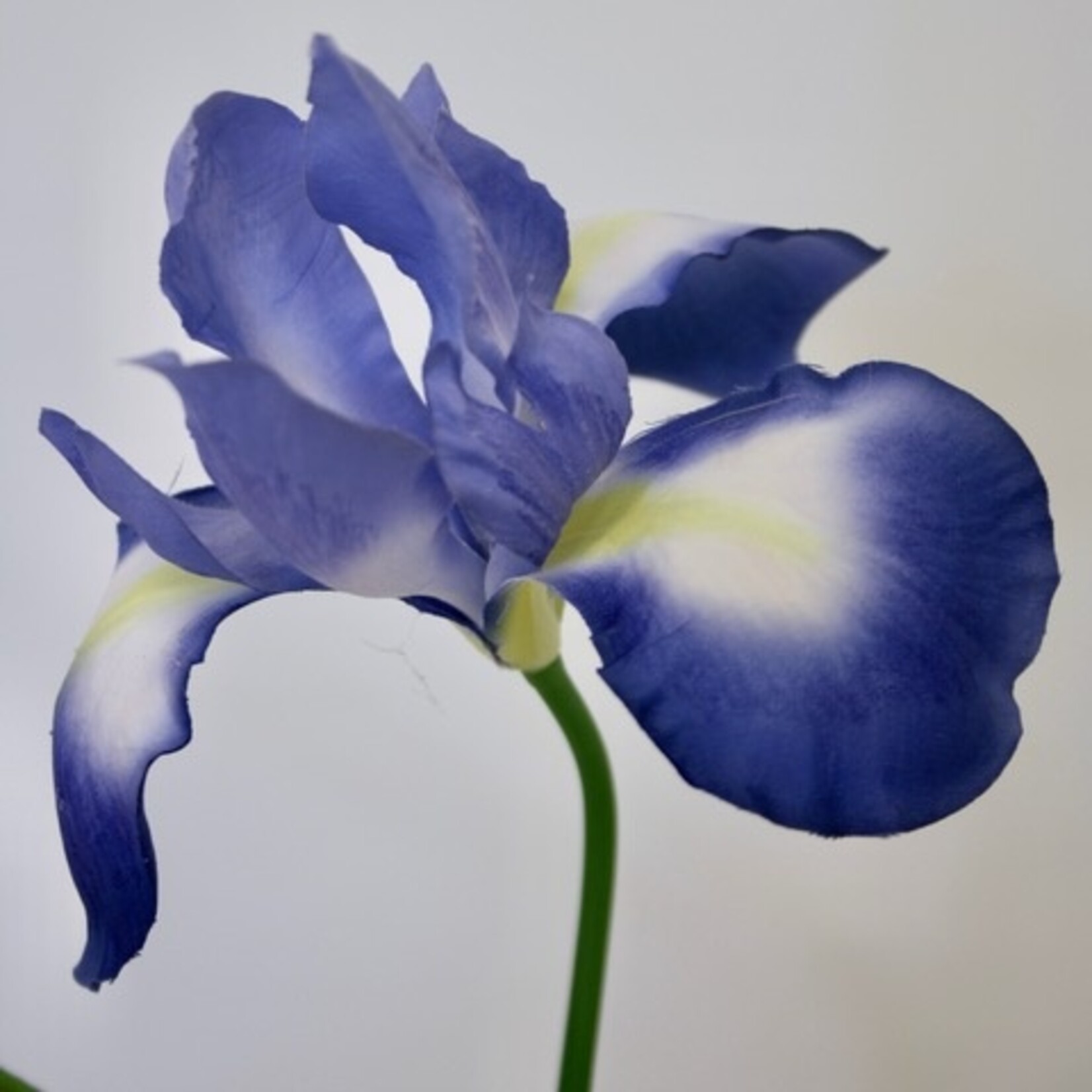 IRIS RETICULATA | BLUE | 55 CM