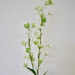CAMPANULA TELHAM BEAUTY | WIT GROEN | 95 CM