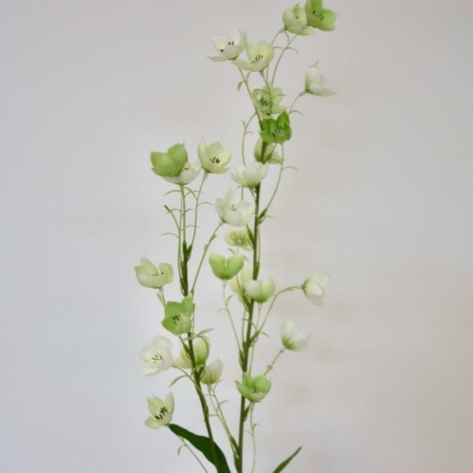 CAMPANULA TELHAM BEAUTY | WIT GROEN | 95 CM