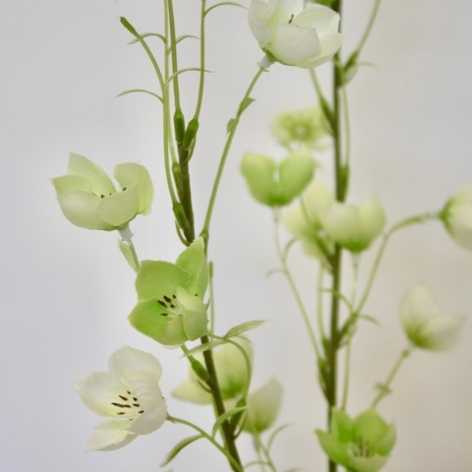 CAMPANULA TELHAM BEAUTY | WIT GROEN | 95 CM