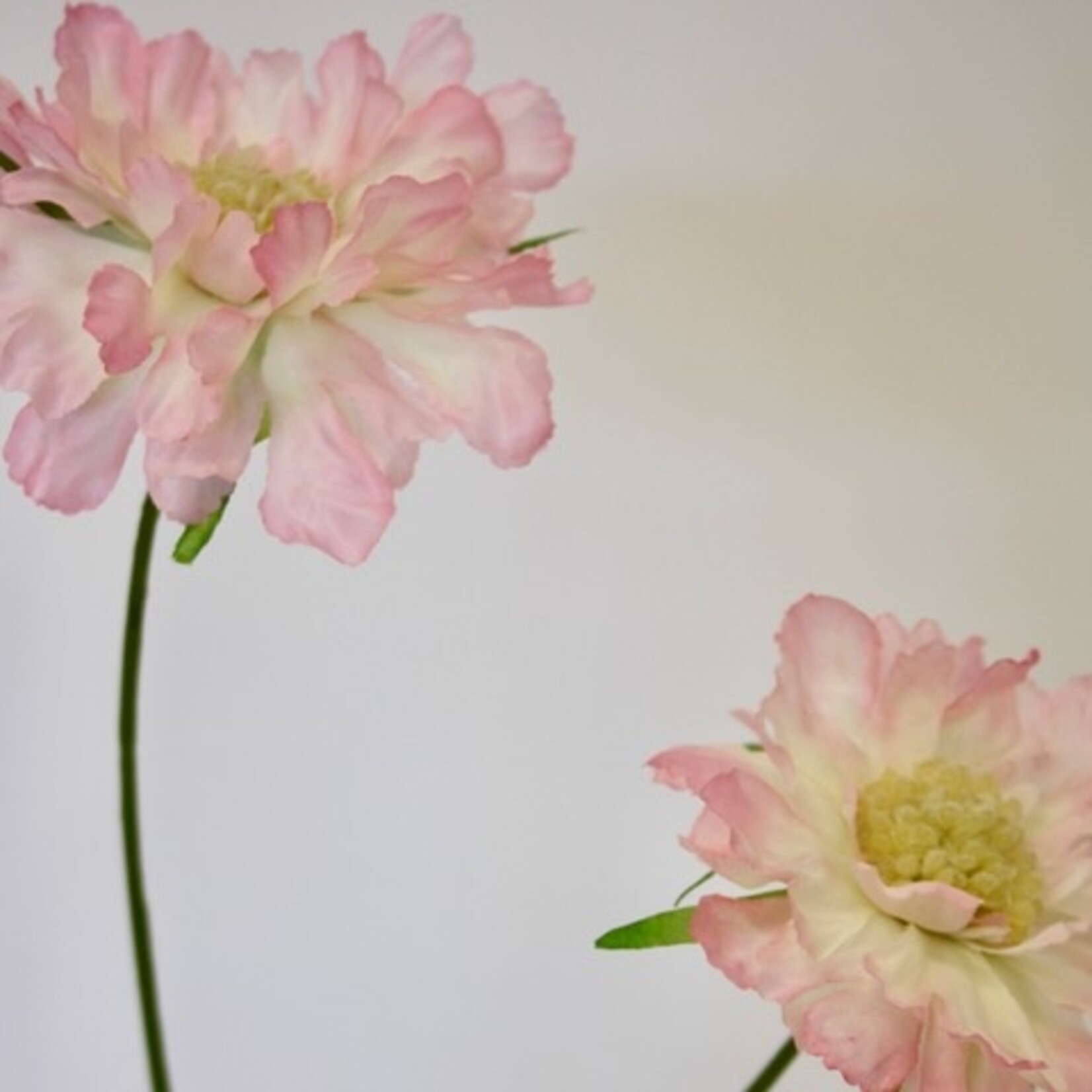SCABIOSA PINK MIST | ROZE | 80 CM