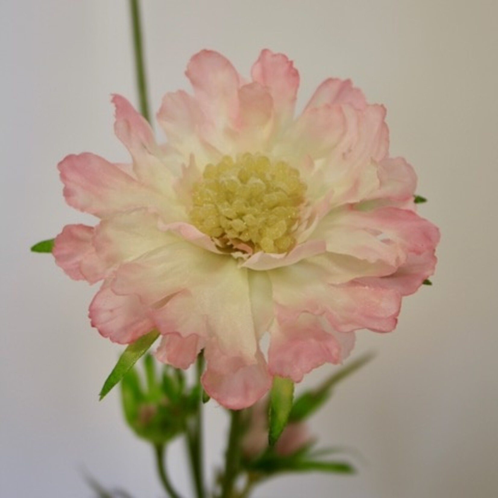 SCABIOSA PINK MIST | ROZE | 80 CM