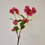 HELLEBORE | PINK | 75 CM