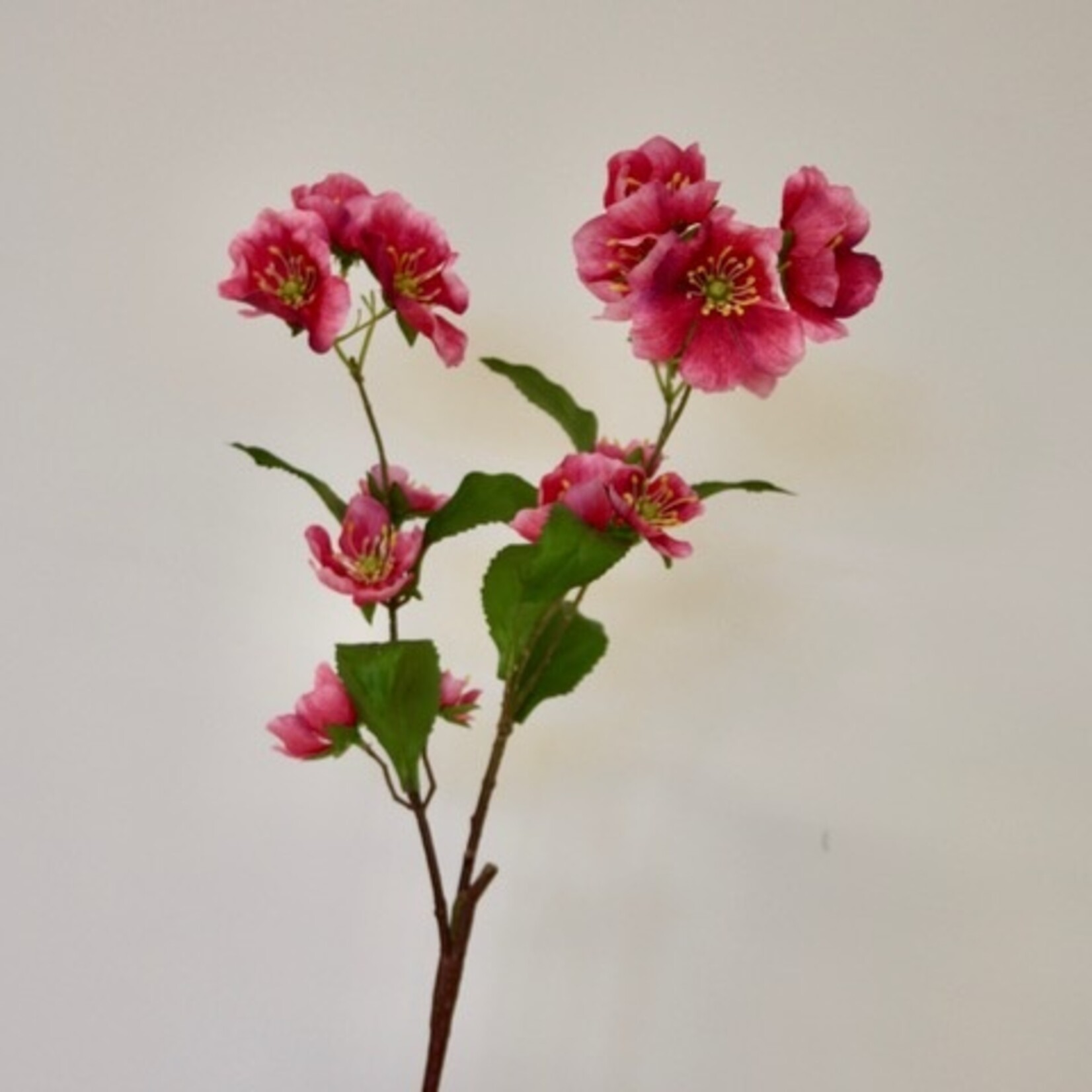 HELLEBORE PENNY'S PINK | PINK | 75 CM