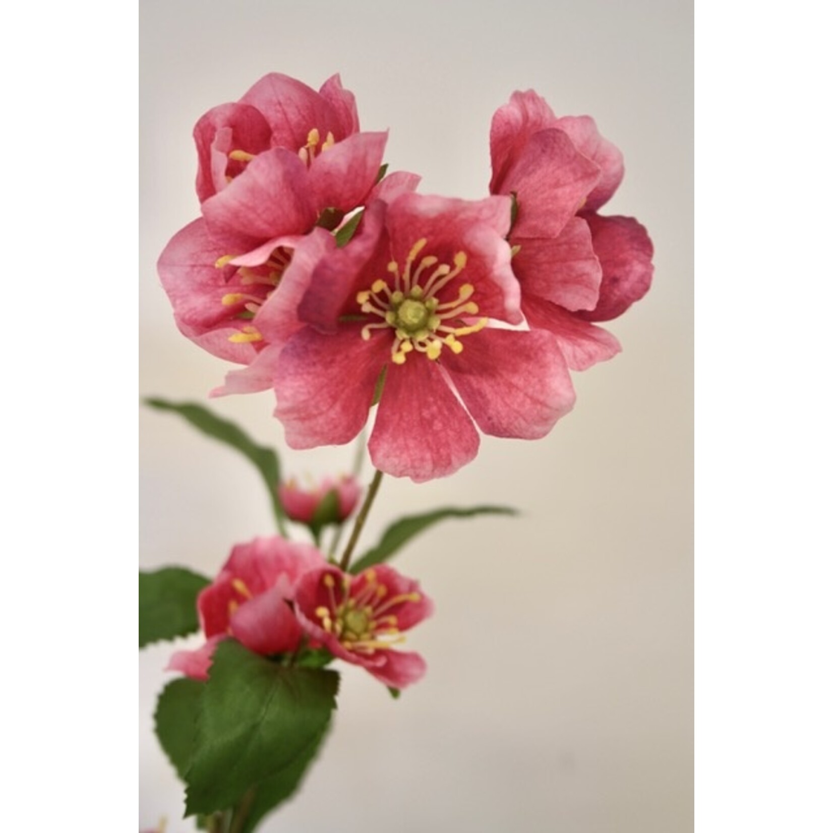 HELLEBORUS PENNY'S PINK | ROZE | 75 CM