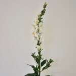 LEEUWENBEK | WIT| 105 CM