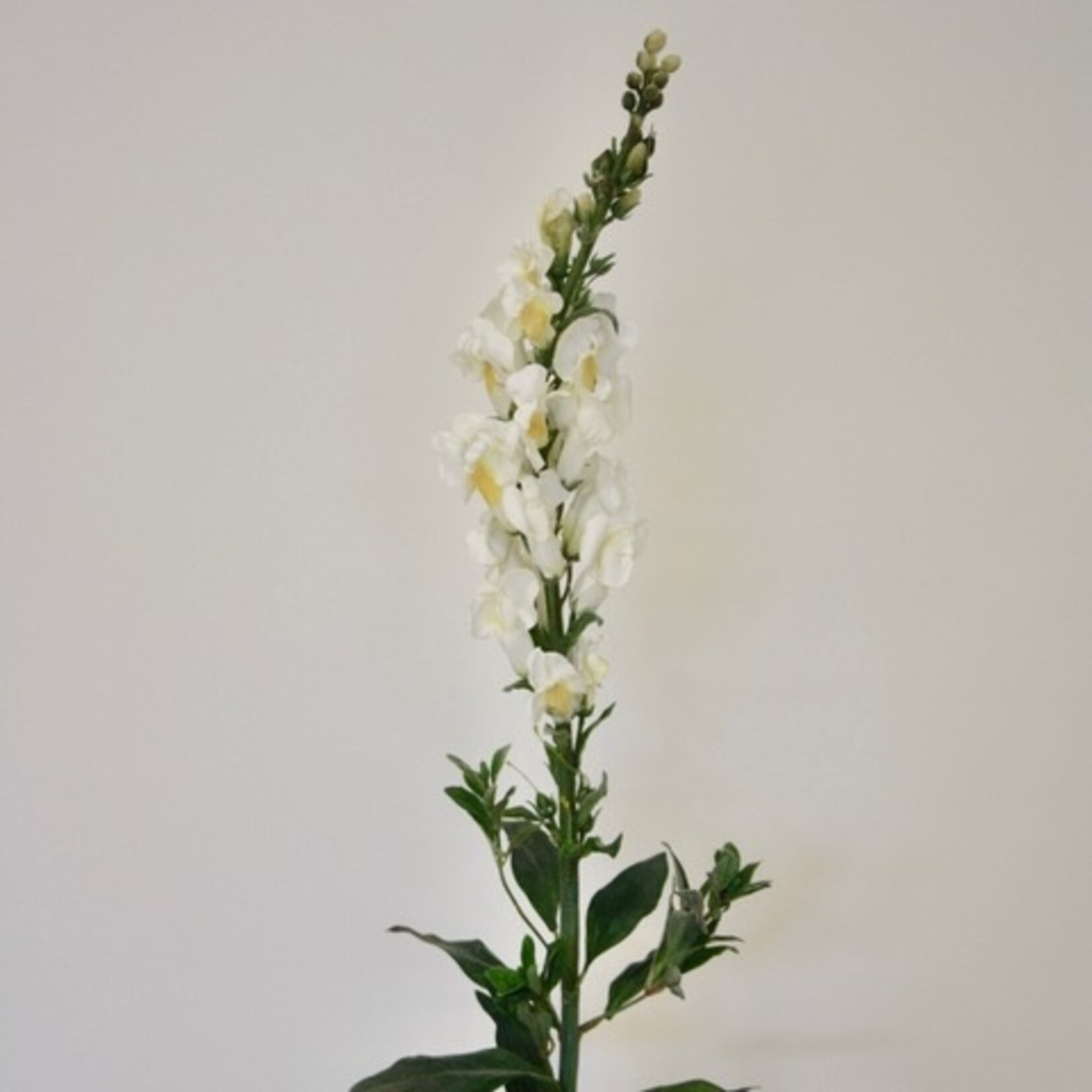 SNAPDRAGON ROYAL BRIDE| WHITE| 105 CM