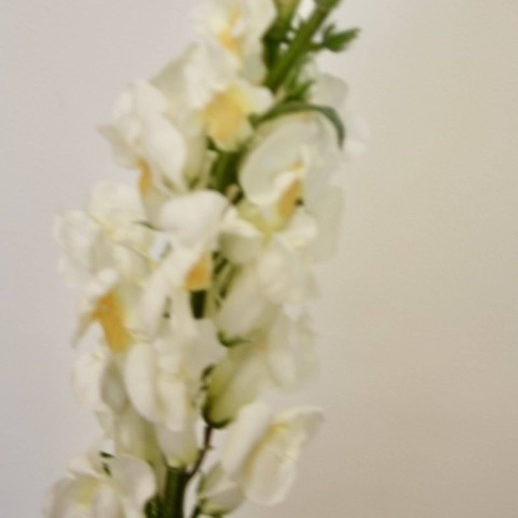 SNAPDRAGON ROYAL BRIDE| WHITE| 105 CM