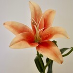 LILY | ORANGE | 56 CM