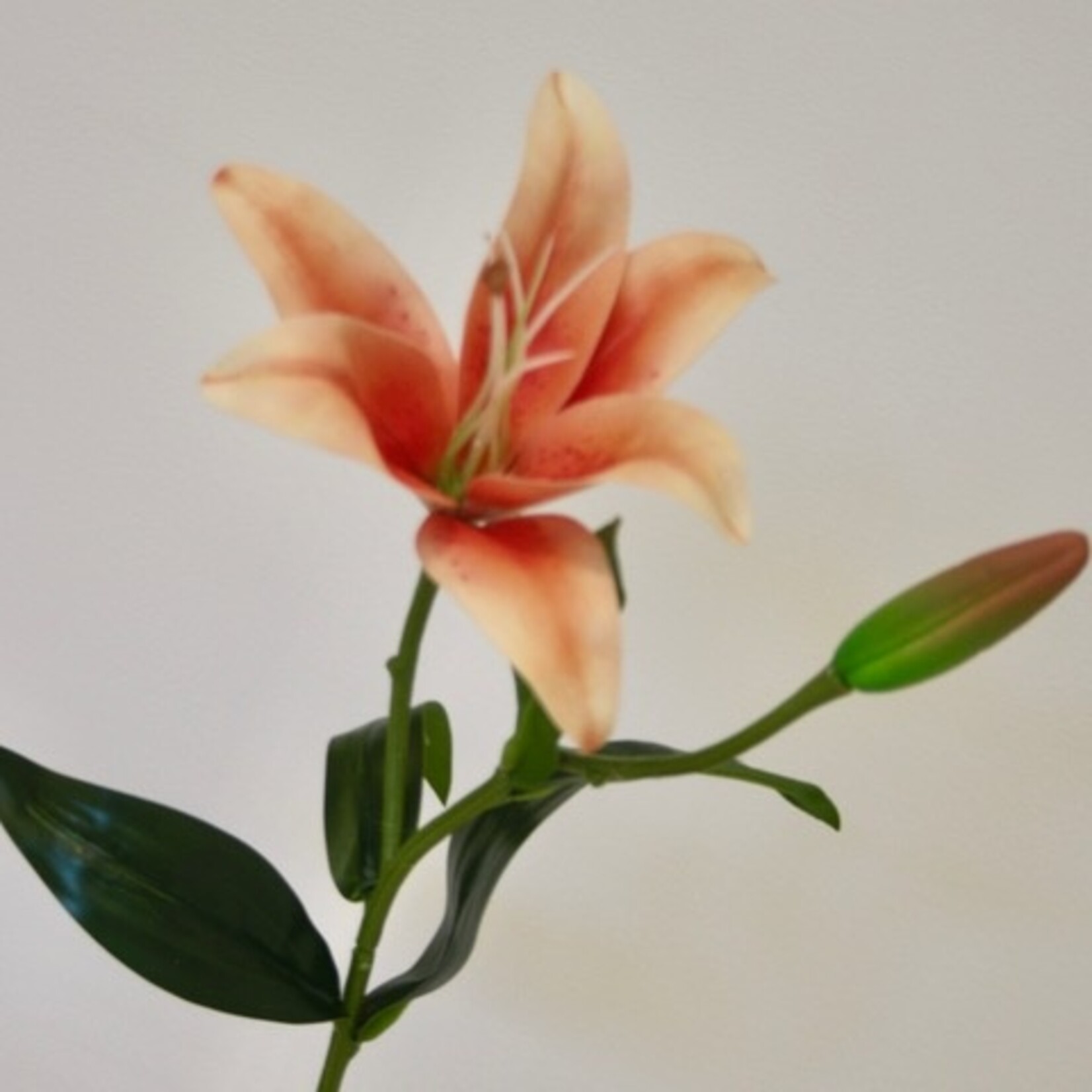 LILY | ORANGE | 56 CM