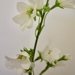 CAMPANULA | WHITE | 66 CM