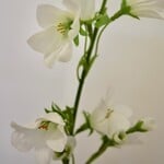 CAMPANULA | WIT | 66 CM