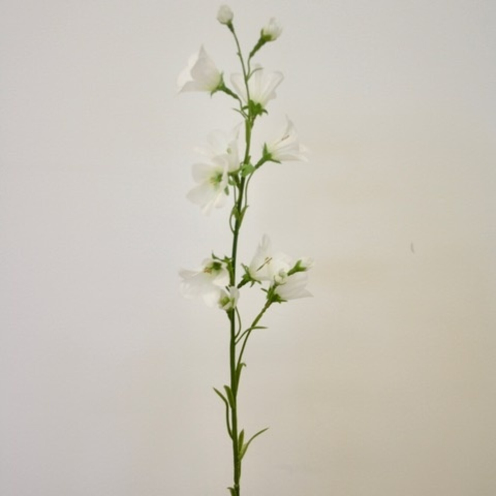 CAMPANULA | WHITE | 66 CM