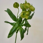 HELLEBORE | GREEN | 45 CM