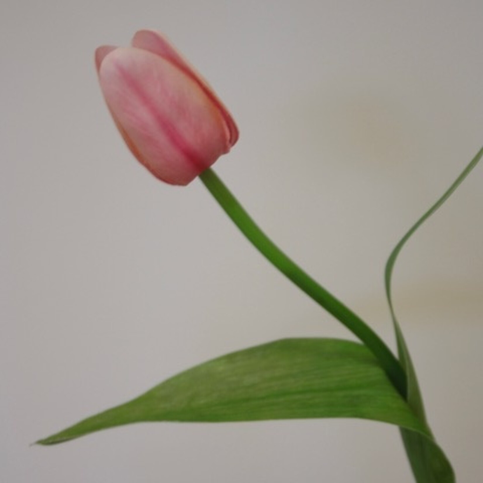 TULP KORT | LICHT ROZE  | 35 CM