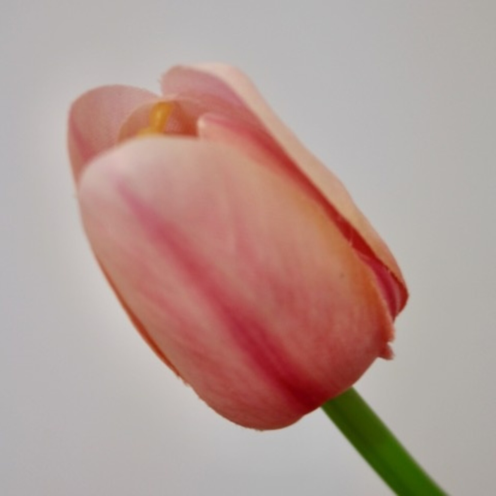 TULP KORT | LICHT ROZE  | 35 CM